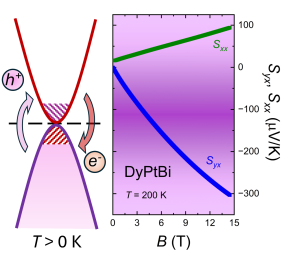 Transverse and Longitudinal Magnetothermopower Promoted by Ambipolar Effect in Half-Heusler Topological Materials