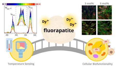 Bridging the Effects of Noncontact Temperature Sensing and Cellular Biofunctionality in Nanosized Dysprosium(III)‐Doped Fluorapatite